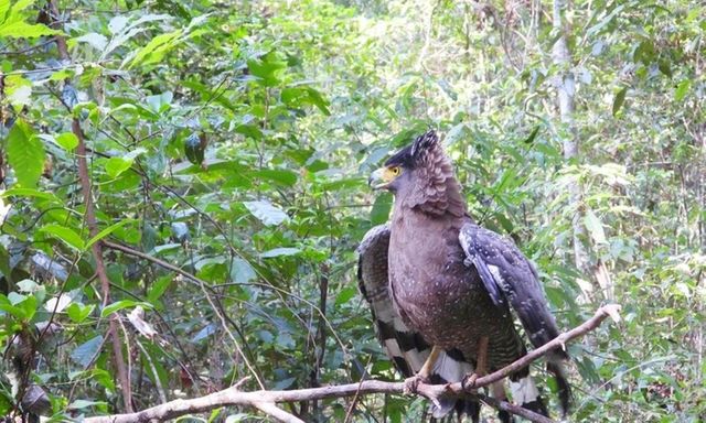 Diều hoa Miến Điện, tê tê Java, cu li nhỏ được thả về với tự nhiên