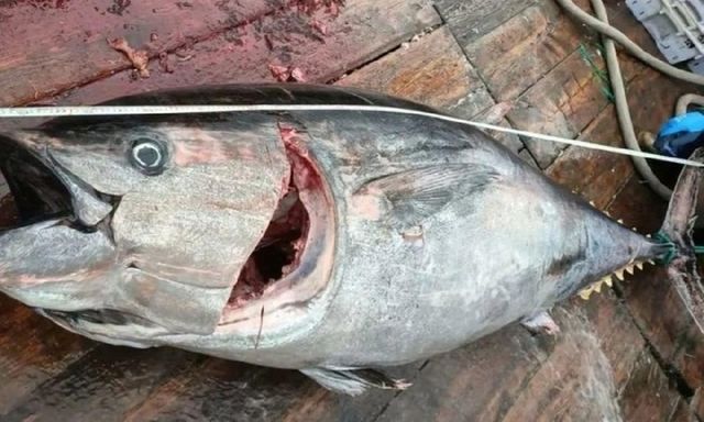 Đi biển 30 năm, lão ngư ngỡ ngàng khi bắt được cặp cá quý hiếm, trị giá cả gia tài