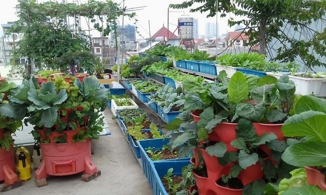 Kỳ công chở từng chuyến đất quê lên phố, nữ giáo viên biến sân thượng bê tông thành vườn rau vạn người mê