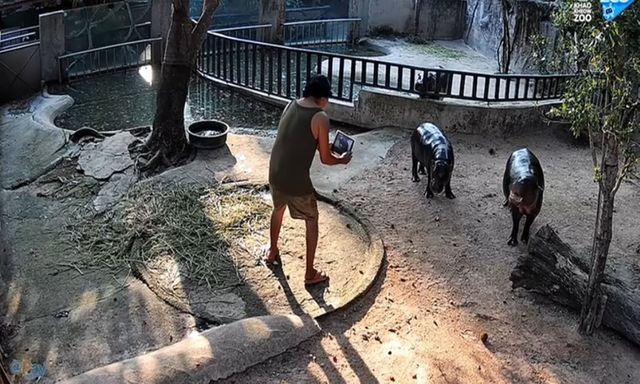 Leo rào vào chuồng hà mã nổi tiếng để quay phim, người đàn ông nhận kết đắng