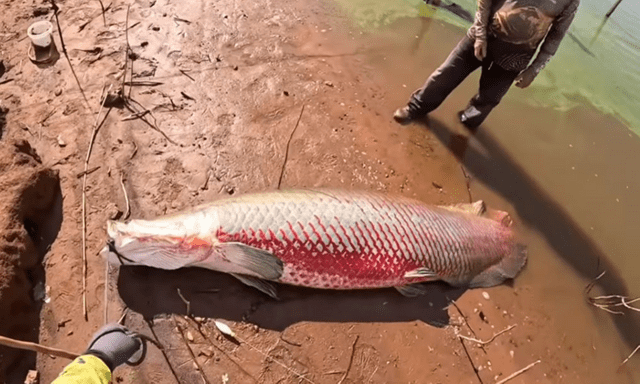 Ngư dân câu trúng 