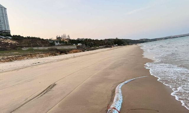 Cá mái chèo dài 3,5m bất ngờ xuất hiện trên bờ biển Lâm Đồng, cá Ông dạt vào bờ biển Đắk Lắk gây xôn xao