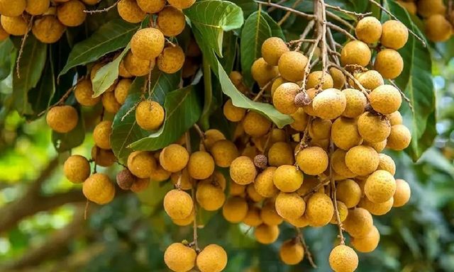 Có nên trồng cây nhãn trước nhà không?