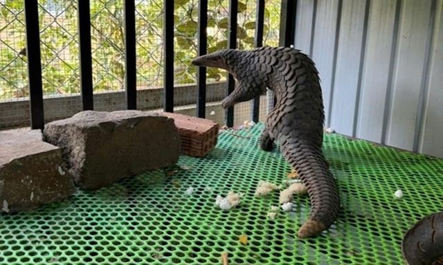 Con vật quý hiếm, đầy vảy cứng bò vào nhà dân ở Lâm Đồng