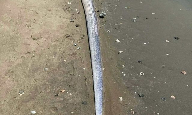 Phát hiện cá mái chèo dài khoảng 3m trôi dạt vào bờ biển Mũi Né