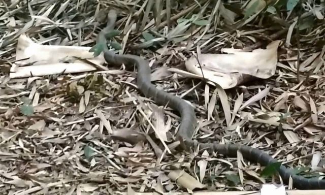 Tin tức thời sự 24h: Rắn hổ mang chúa bò vào vườn nhà dân ở Lâm Đồng