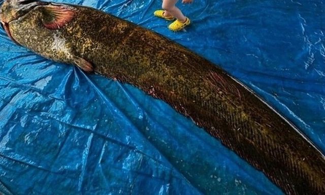 Bắt được con cá trê khổng lồ nặng 114kg, dài 2,15 mét, ngư dân phải thốt lên 