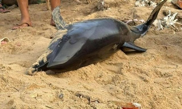 Cá heo dạt vào bờ ở Đắk Lắk, người dân chuẩn bị làm lễ an táng