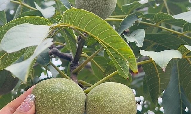 Loại quả thuộc top 