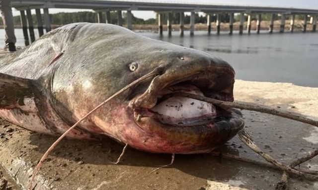 Câu được cá trê dài 2,5 mét, nặng 100 kg, cần thủ phải thốt lên 