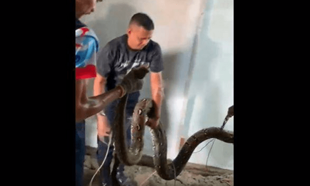 Trăn “khủng” dài 5m ẩn nấp dưới sàn phòng ngủ, lực lượng cứu hỏa phải phá sàn bắt giữ