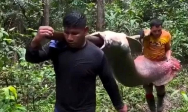 Clip: Cận cảnh con cá khổng lồ nặng 150kg cần 2 người khiêng 