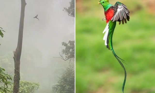 Khoảnh khắc con chim tung cánh bay giữa trời, nhiều người liên tưởng loài phượng hoàng trong truyền thuyết