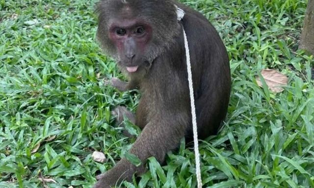 Phát hiện khỉ mặt đỏ quý hiếm đi lạc vào chùa ở Huế