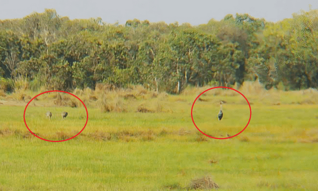 Bất ngờ đàn 26 con sếu đầu đỏ bay “thám thính” ở An Giang