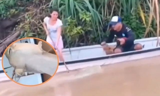 Bắt được sinh vật có màu 