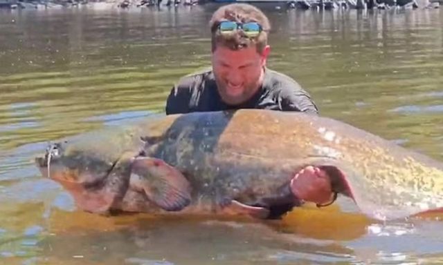 Clip: Cận cảnh câu cá trê khổng lồ nặng 102 kg, dài 2,33 mét