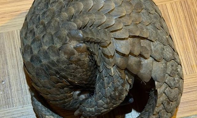 Phát hiện con vật quý hiếm, người đầy vảy cứng bò vào quán nhậu ở Đà Lạt