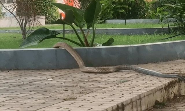 Clip: Rắn dài 3m, nặng 5kg bò vào sân bệnh viện ở Đắk Lắk 