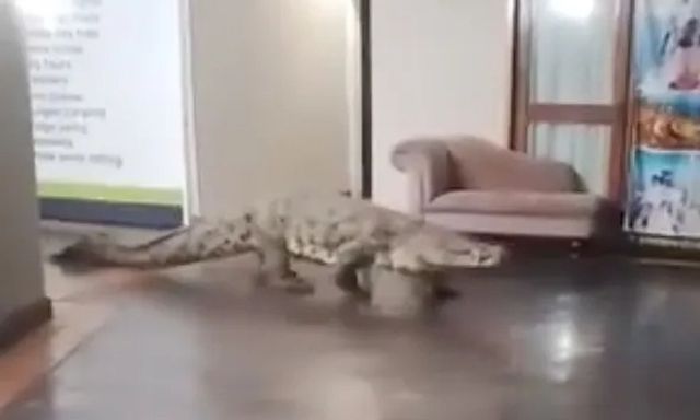 Clip: Bắt sống con cá sấu 3,6 mét lao vào nhà hàng trước sự kinh hãi của thực khách