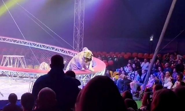 Sập lưới chắn, hổ dữ lao xuống khu vực khán giả khiến đám đông hoảng loạn