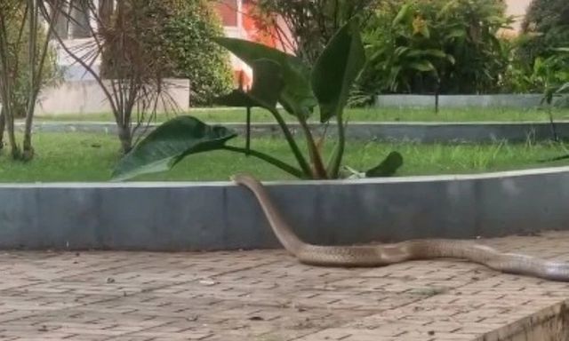 Rắn dài 3m bò vào sân bệnh viện ở Đắk Lắk là hổ mang chúa