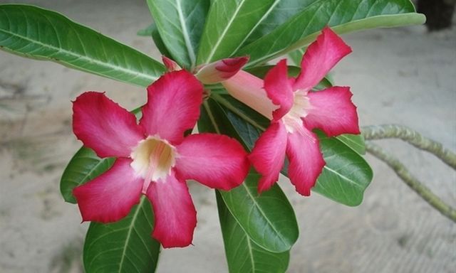 Hai trẻ ở Vĩnh Long ngộ độc mủ loài hoa thường trồng trước sân nhà, bác sĩ ra khuyến cáo đặc biệt với phụ huynh