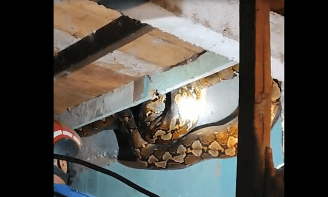 Kinh hoàng trăn khổng lồ dài 8,6m chui vào nhà dân, giải cứu nghẹt thở suốt 1 giờ