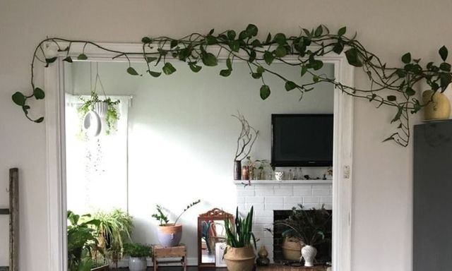 Có nên trồng cây dây leo trong nhà?