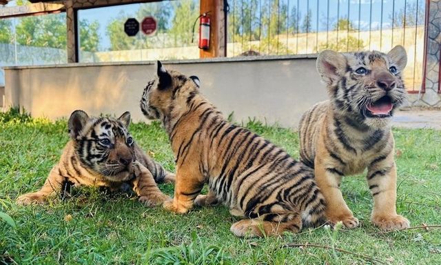 Hổ Bengal tại vườn thú FLC Quy Nhơn sinh 3 con sau 113 ngày mang thai