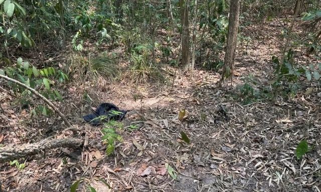 Phát hiện người đàn ông chưa rõ danh tính tử vong trong rừng phòng hộ Dầu Tiếng