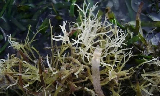 Bí mật loại rau tên là bộ phận của một con vật, xưa là rau dại nay thành đặc sản nổi tiếng