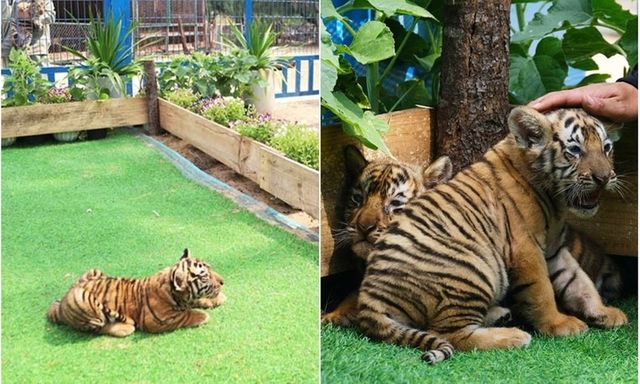 Tin tức thời sự 24h: Hổ con Bengal lần đầu lộ diện