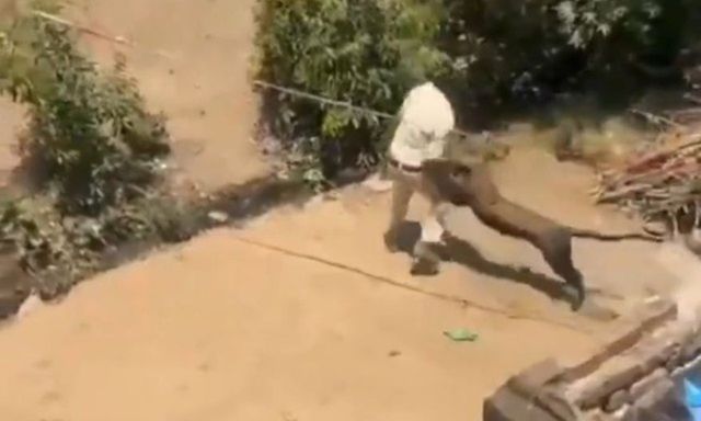 Mãnh thú điên cuồng tấn công người dân, cả làng náo loạn trong tiếng la hét