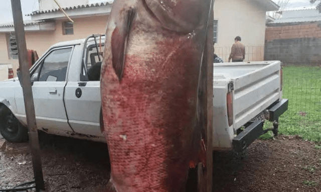 Ngư dân câu được cá chép “quái vật” 68kg, dài hơn 1,4m