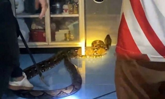 Clip: 10 phút căng thẳng bắt sống trăn khổng lồ dài 4,9 mét trong bếp nhà dân