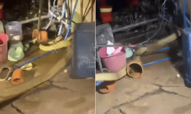Rắn hổ mang chúa dài 4m ẩn nấp trong bếp, cảnh bắt sống khiến nhiều người thót tim