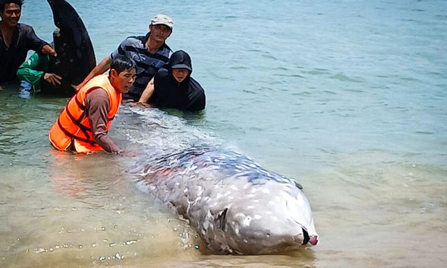 Tiết lộ bất ngờ về tên loài cá 