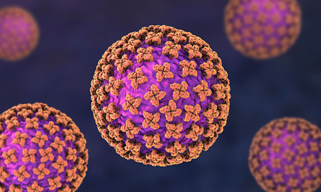 3 người tử vong trên du thuyền du lịch Đại Tây Dương, nghi do nhiễm Hantavirus