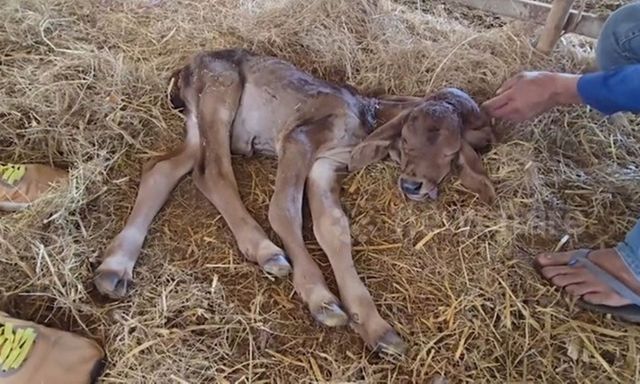 Bê con sinh ra có 2 đầu, người dân kéo đến xem, ông chủ tiết lộ bất ngờ