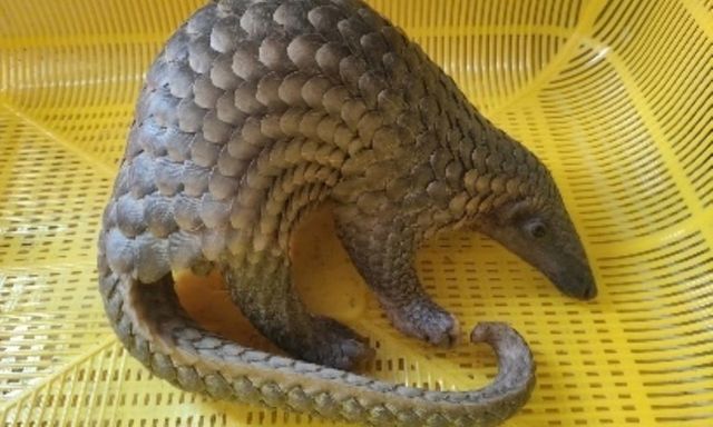 Phát hiện con vật quý hiếm, cuộn tròn bên lề đường, người dân bàn giao công an