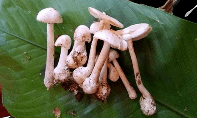 Vụ nghi ngộ độc thực phẩm do ăn nấm rừng ở Sơn La: 1 người tử vong, 5 người nhập viện