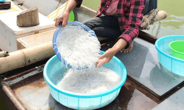 Loại cá được ví như 