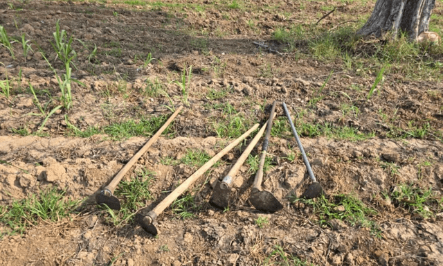 Đang nhổ cỏ thuê để kiếm tiền mua đồng phục mới cho con gái, người đàn ông bị sét đánh tử vong thương tâm