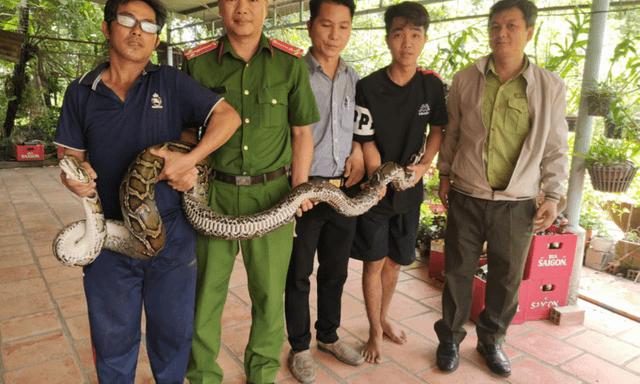 Phát hiện trăn đất quý hiếm nặng 14kg, người dân trình báo công an