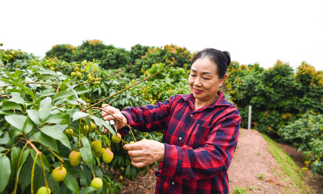 Tin tức kinh doanh mới nóng nhất hôm nay (17/5): Nghịch lý vải chín sớm được giá nhưng nhà vườn vẫn hụt thu