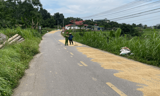 Cố tình phơi lúa, rơm rạ trên đường bị xử phạt ra sao?