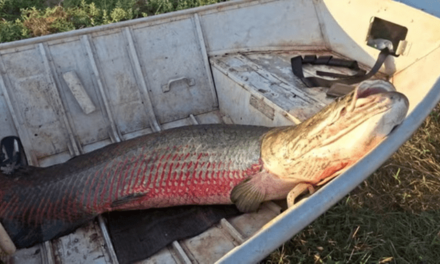 Cá pirarucu khổng lồ nặng 75kg, dài gần 1,9 mét 