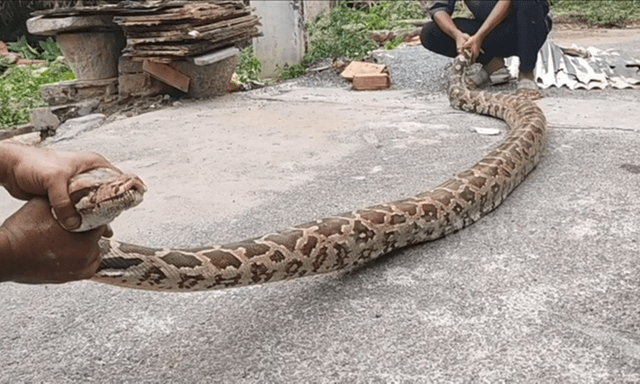 Clip: Cận cảnh bắt con trăn khổng lồ dài 3,6 mét đang cố nuốt chửng một con dê