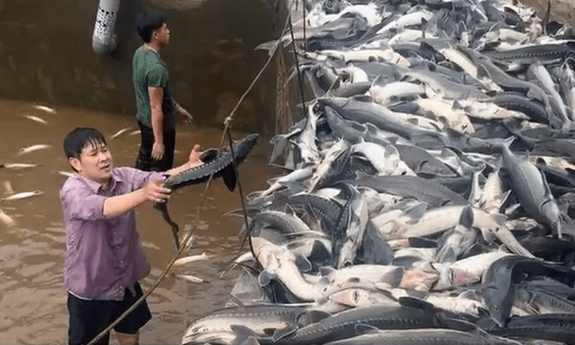 Người dân Quảng Ninh kêu gọi hỗ trợ tiêu thụ cá tầm sau mưa lũ